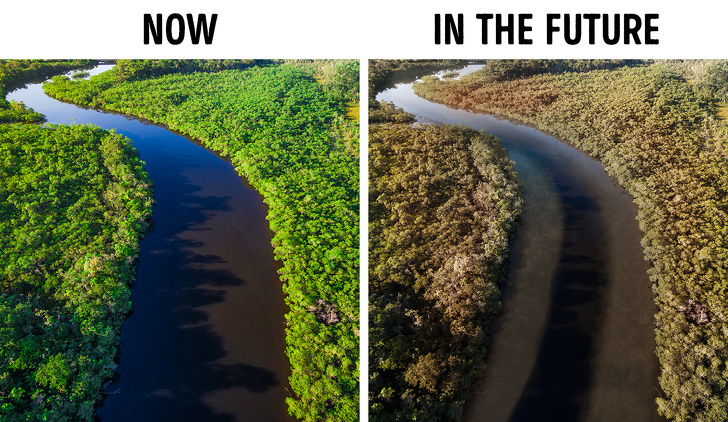 Что будет с планетой после исчезновения тропических лесов Амазонки