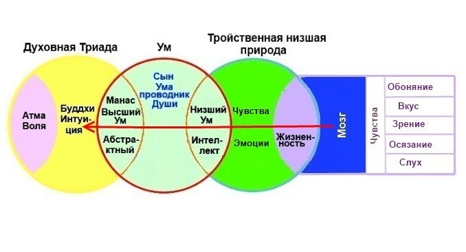 Раз ум. Ум и разум отличия. Духовная Триада. Дух душа тело разум. Ум тело эмоции.