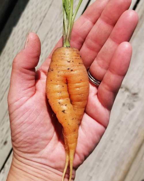 Морковка тоже может быть соблазнительной, и после просмотра этой фотоколлекции вы в этом убедитесь 