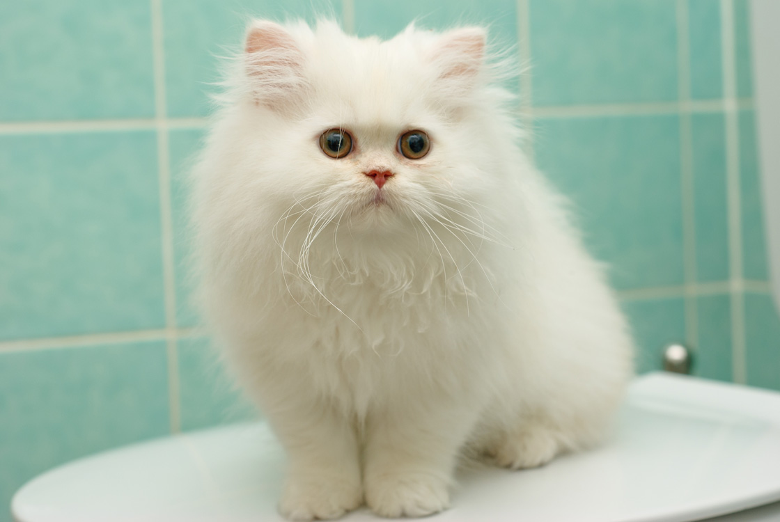 NewPix.ru - Кошка - домашнее чудо. Фотографии котов от memberx
