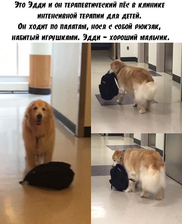 Первым, что бросилось Сереге в глаза, был кот. И последним демотиваторы,животные,позитив,Смешные животные,юмор