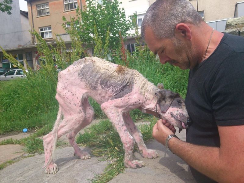  Вторая жизнь полуживой бродячей собаки по кличке Кхалиси животные, собака, спасение
