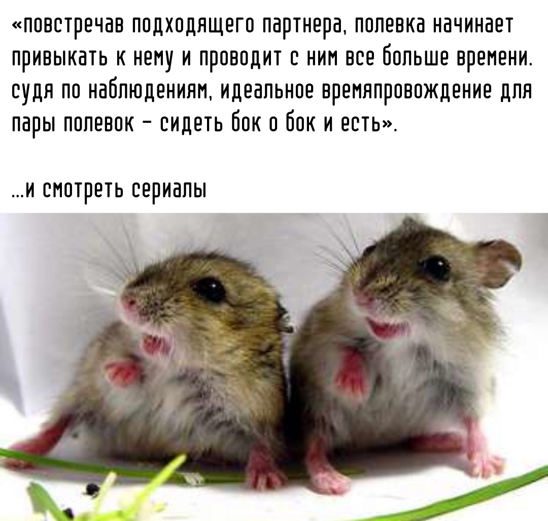 Юмор из интернета 720 Юмор из интернета 720 позитив,смех,улыбки,юмор