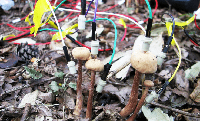 Они говорят друг с другом: ученые обнаружили, что все грибы начинают обмениваться сообщениями сразу после дождя Культура