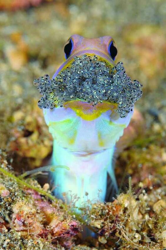 Самцы рыбы Jawfish, превращают свой рот в гнездо, где носит икру, отложенную его партнером животные, занимательно, интересно, необычно, природа, ракурс, факты