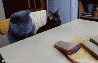любовь, причина, черный кот