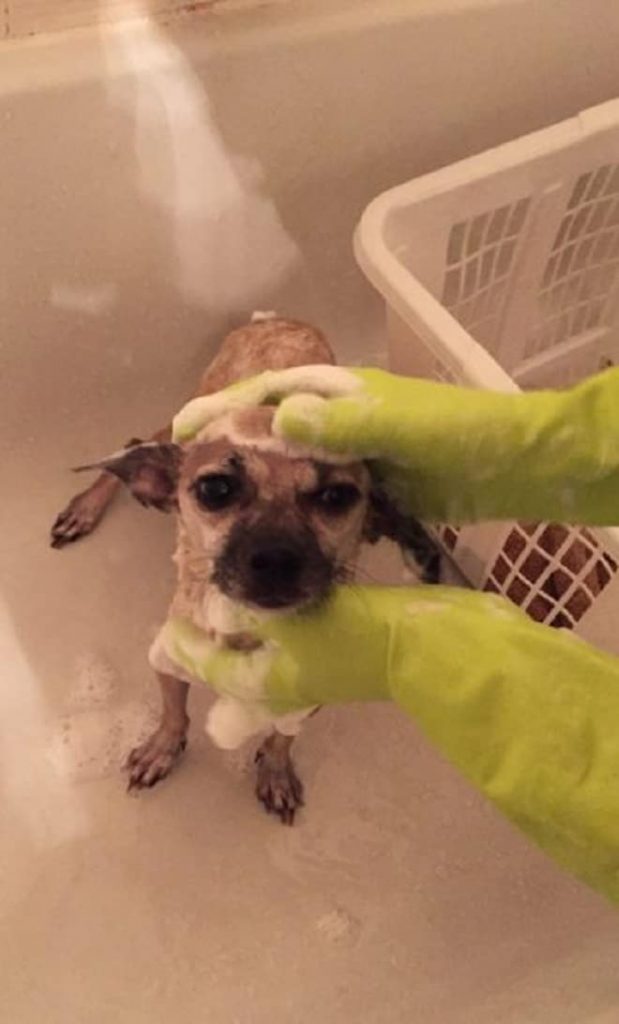 Худая бездомная собака не ела, и доктор сказал, почему. Ей нужна была операция Худая бездомная собака не ела, и доктор сказал, почему. Ей нужна была операция