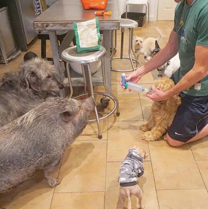 мужчина забирает из приюта старых собак