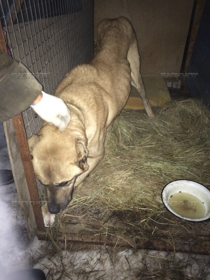 В Волгограде школьница спасла пса, отравленного догхантерами Волгоградская область, алабай, догхантеры, собака