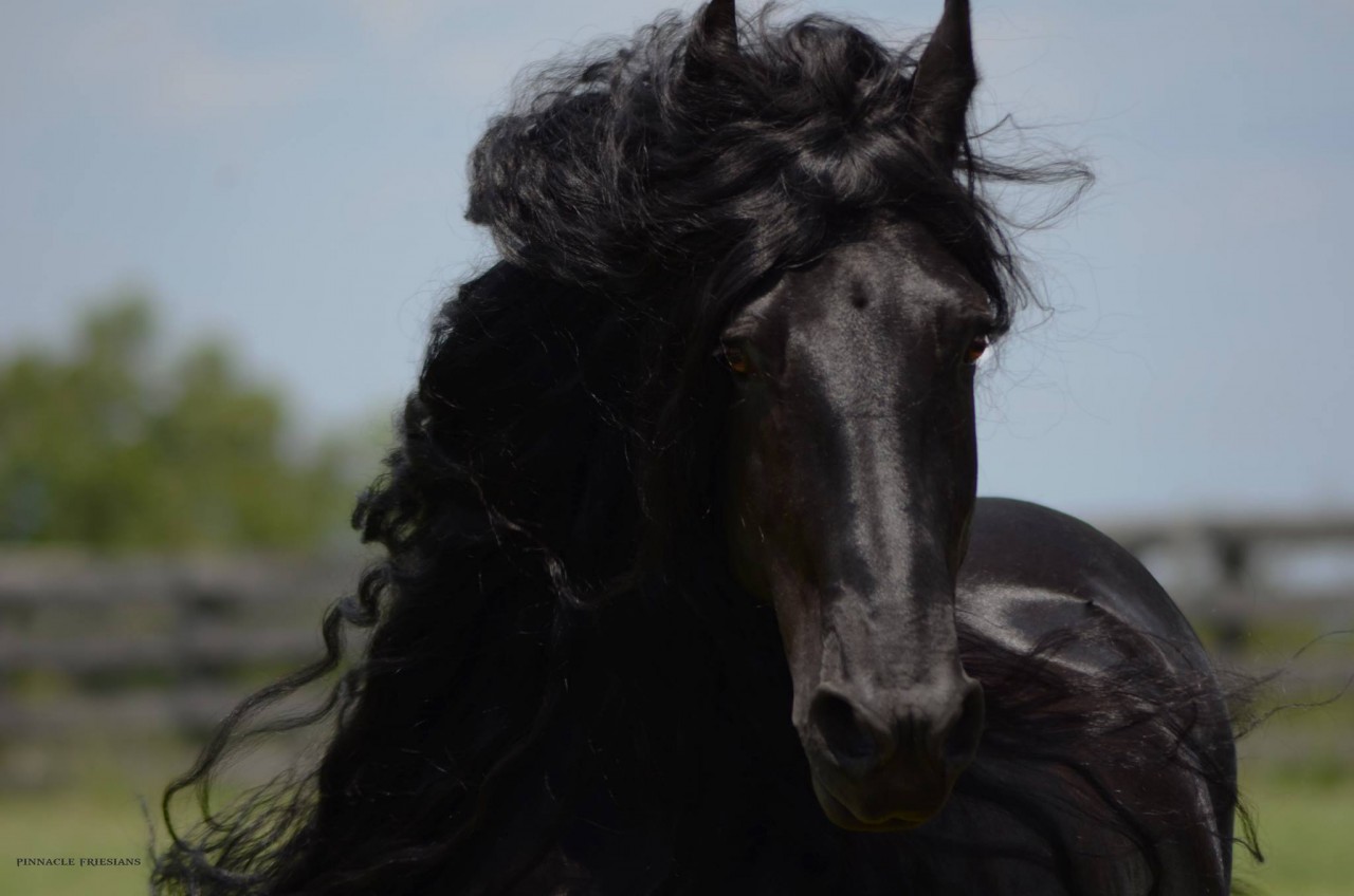 Красота жеребца Фредерика Великого поражает! Красота жеребца Фредерика Великого поражает! картинки