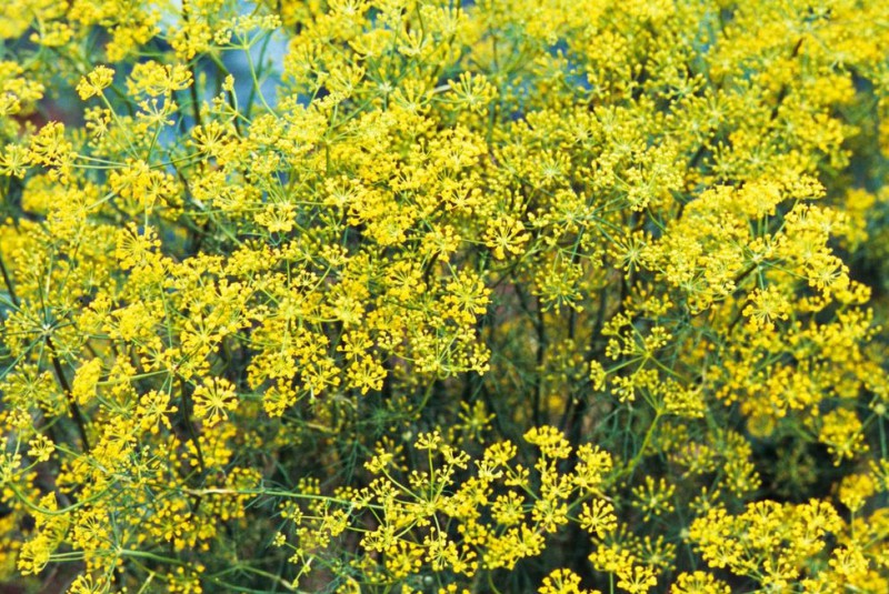 Anethum graveolens Anethum graveolens