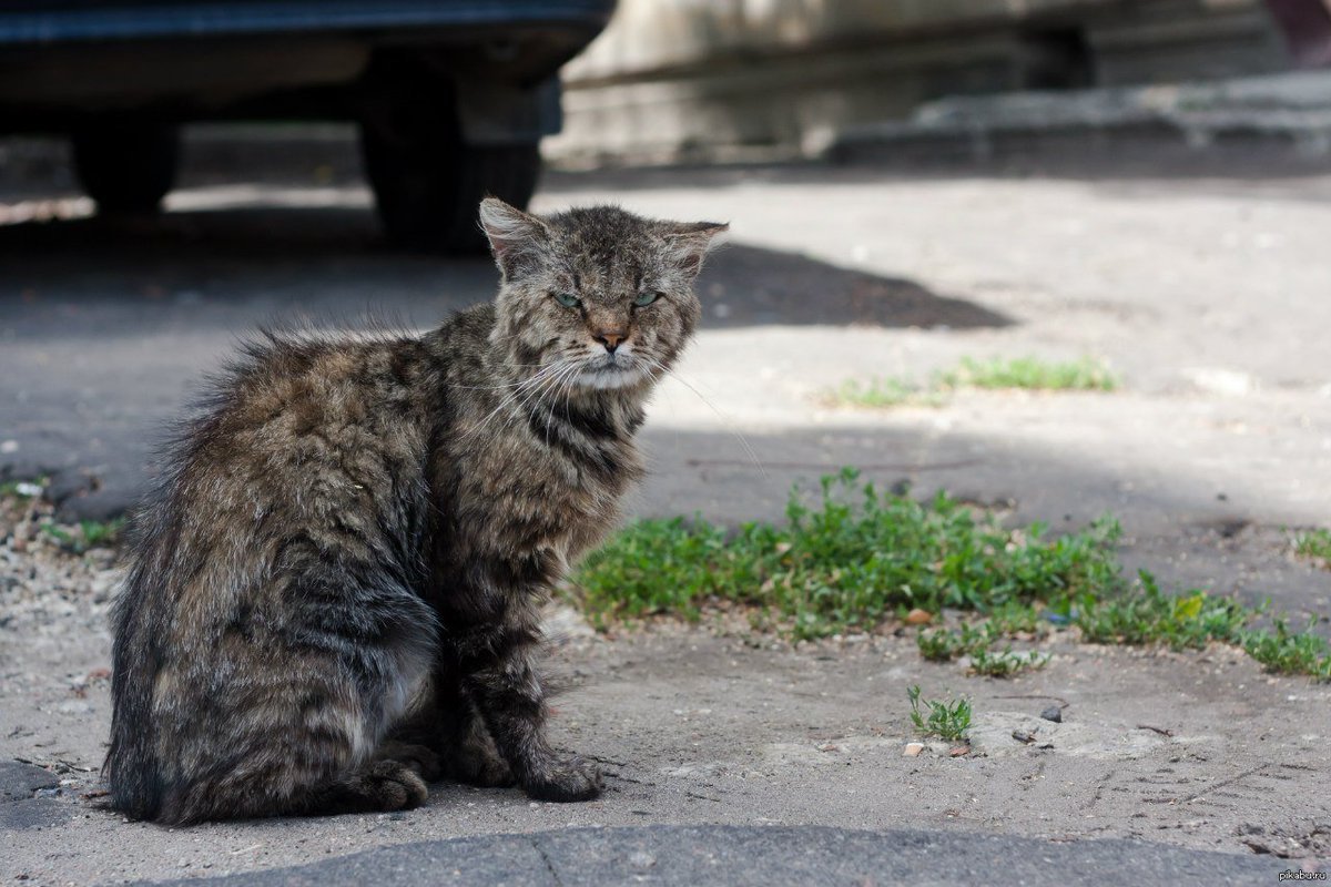 Король двора 