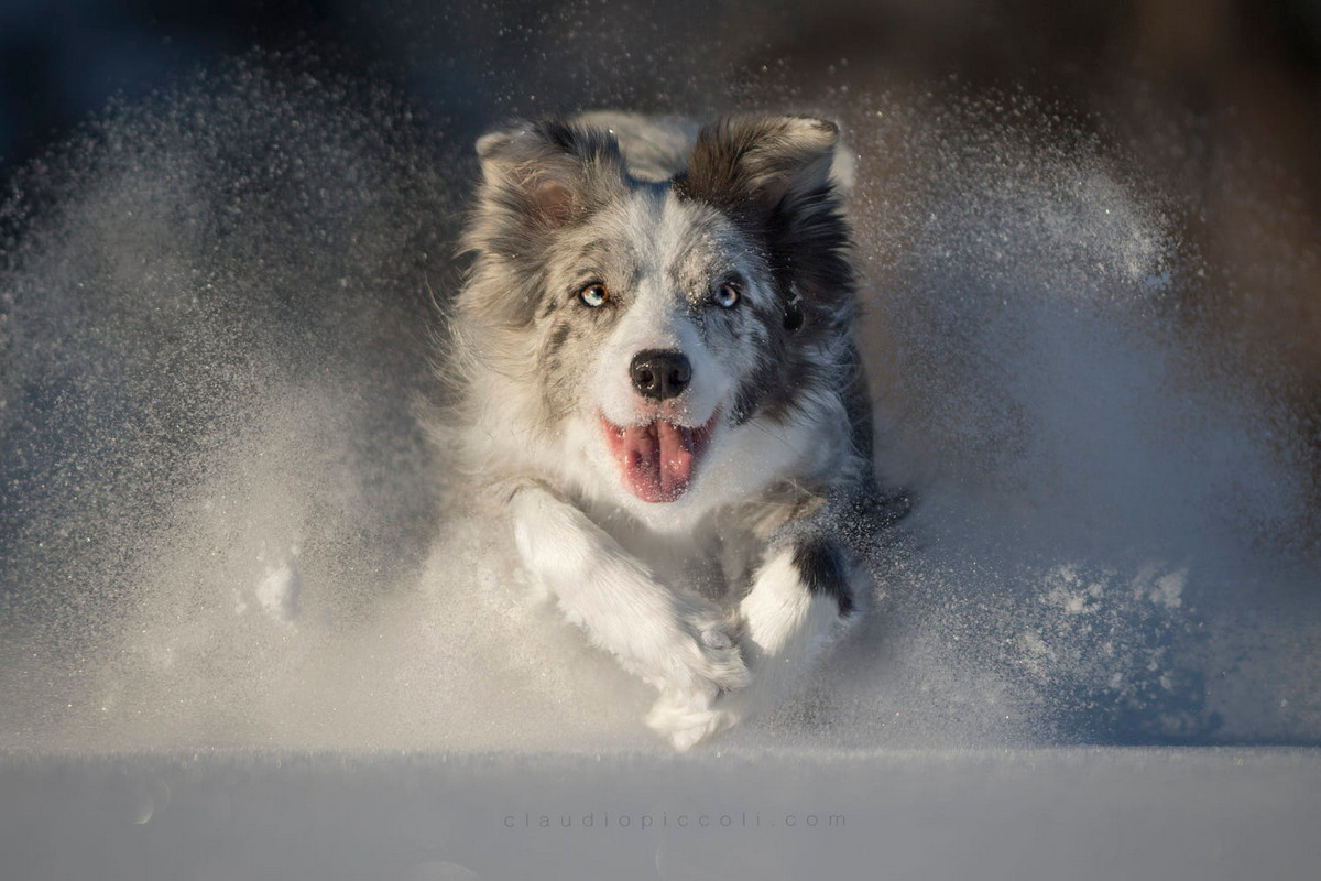 Супер собаки в фотографиях Клаудио Пикколи Итальянский, гораздо, требует, громадного, терпенияПикколи, говорит, основательно, готовится, сессиям, путешествует, своими, кадрами, мнению, фотография, нечто, большее, стало, просто, замораживание, действия