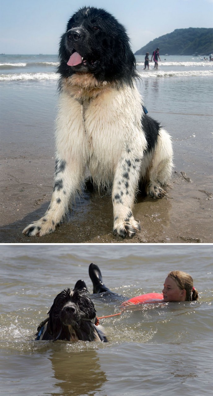 A Newfoundland Named Whizz Saved Nine People And One Fellow Dog From Drowning And Was Honored With A Posthumous Award For His Lifesaving Work