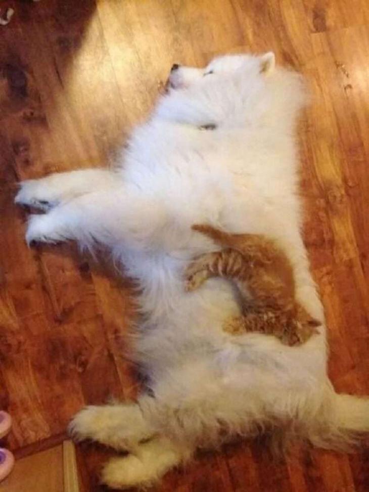 Кошки, которые настолько обнаглели, что используют собак вместо подушки Кошки, которые настолько обнаглели, что используют собак вместо подушки