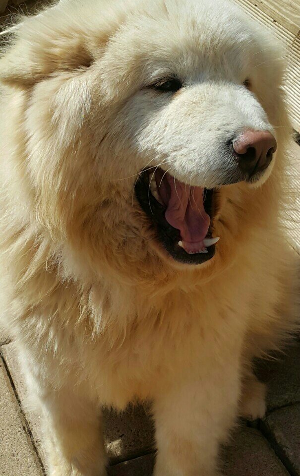 NTD-Dong-Jin-The-thin-to-Fluffy-Pup09