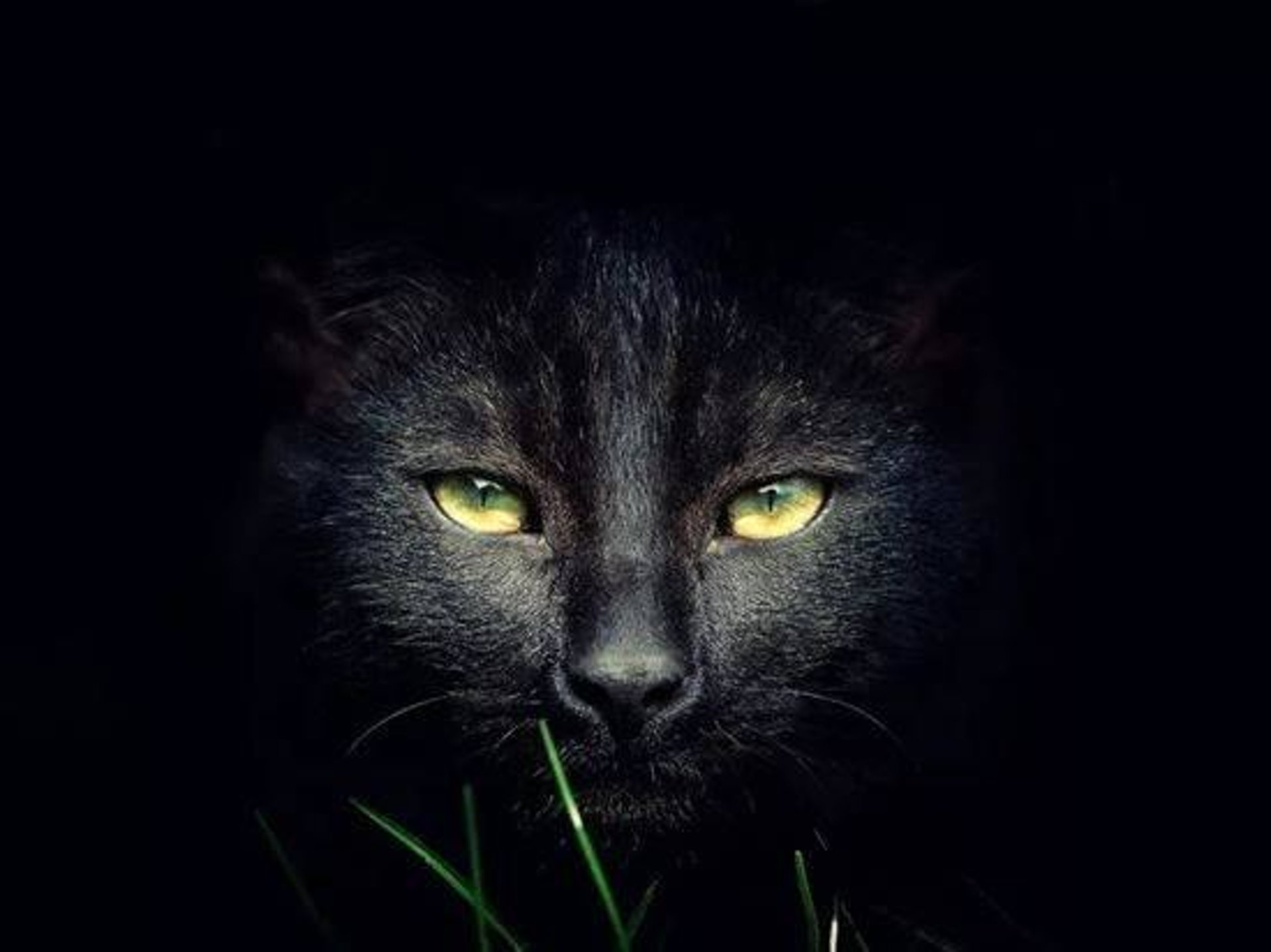 Новогодний кот