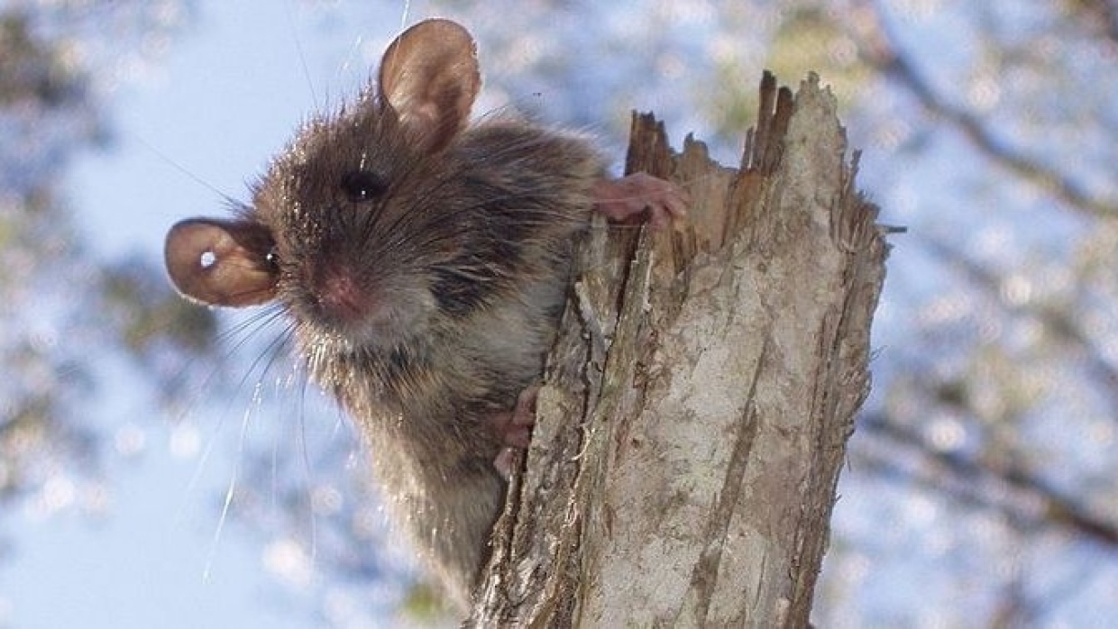 Крысы и неприятный запах: Саратов заполнен «благоухающими» мусорками