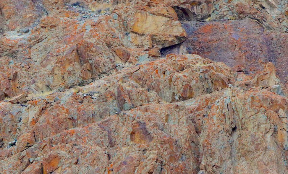 Фотограф утверждает, что на снимке есть заяц, но никто его не видит зайца, найти, снимке, автор, только, Фотограф, контрастны, Возможно, мешает, предполагаемого, зайцаНо, самом, Присмотритесь Интересно, около, назад, шутил, подобным, натуральны, образом, уверял