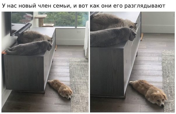 Позитив и хорошее настроение в забавных картинках и фотках! Позитив и хорошее настроение в забавных картинках и фотках!