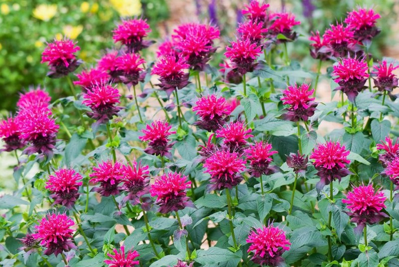 Monarda Monarda