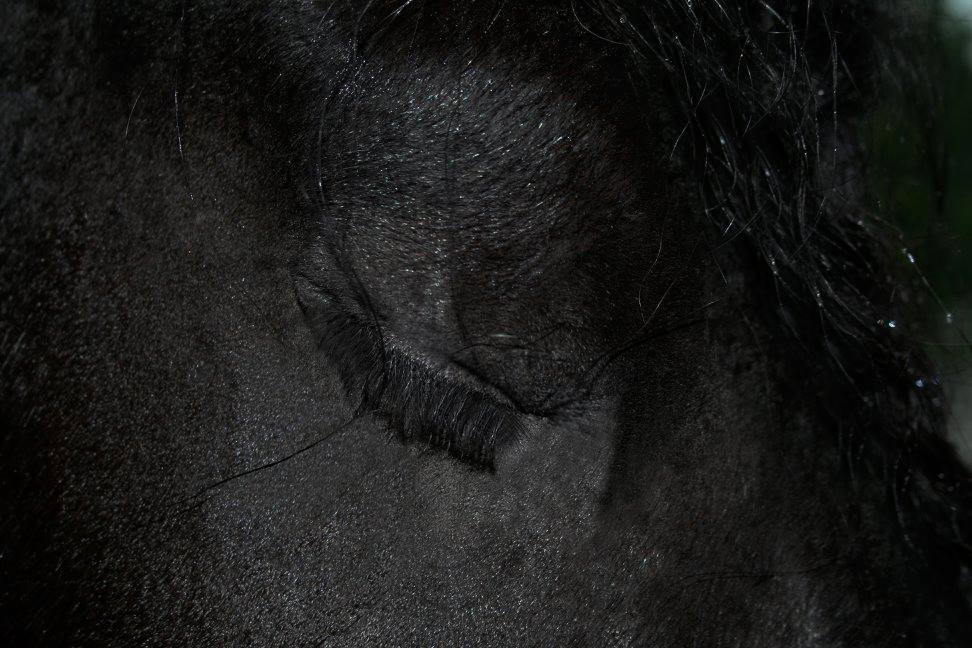 Красота жеребца Фредерика Великого поражает! Красота жеребца Фредерика Великого поражает! картинки