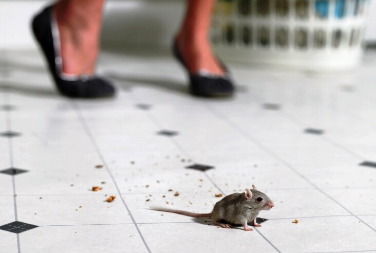 Девушка очень боялась мышей, парень подарил ей мышеловку, того, что из этого вышло, не ожидал никто