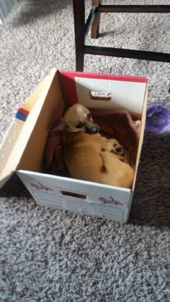 Худая бездомная собака не ела, и доктор сказал, почему. Ей нужна была операция Худая бездомная собака не ела, и доктор сказал, почему. Ей нужна была операция