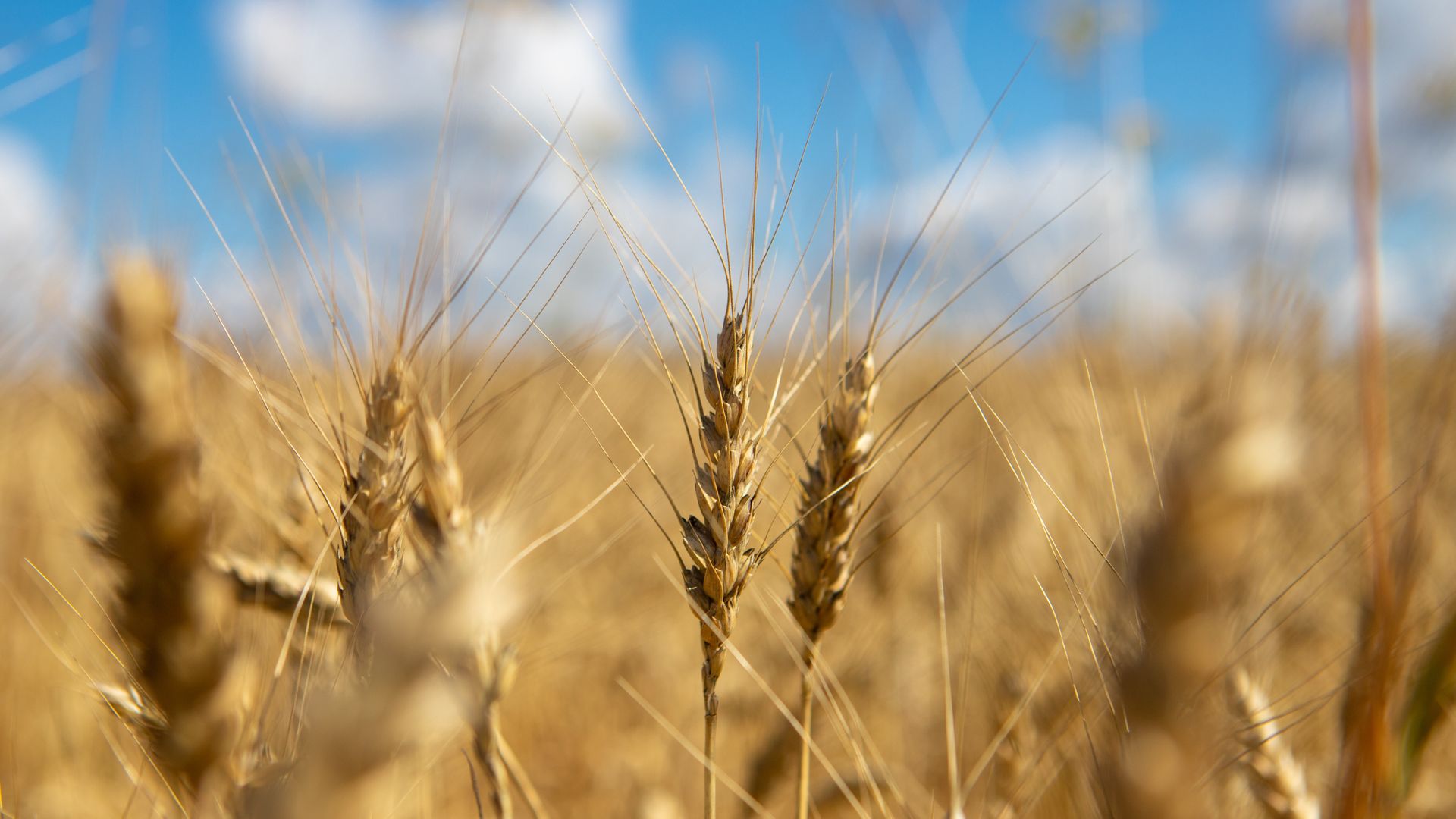 Небензя заявил о готовности РФ продлить зерновую сделку в случае прогресса в ее выполнении