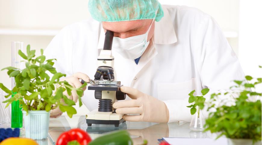 Чем генная инженерия отличается от обычной селекции и какие продукты безопаснее ГМО, продукты, селекция
