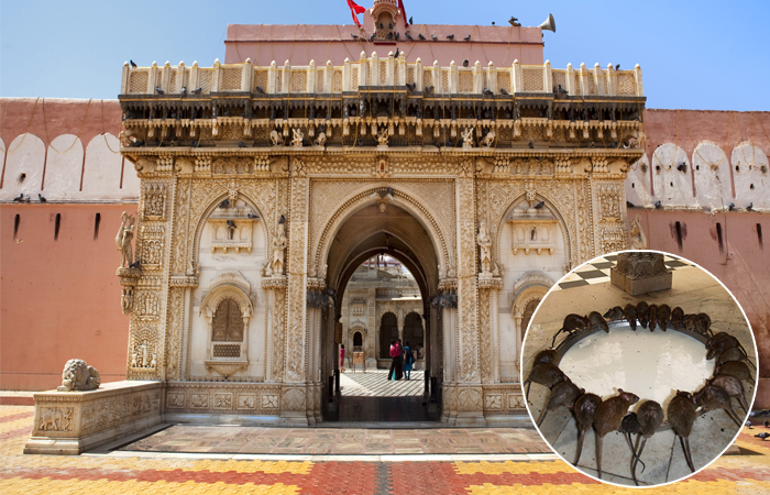 Почему люди стремятся в храм Шри Карни Мата, где обитает 250 000 крыс