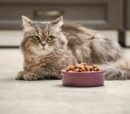 Приводит ли кормление кошки только сухим кормом к мочекаменной болезни?