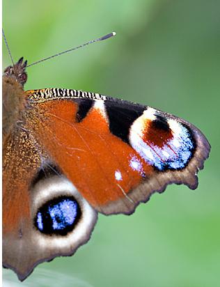 Бабочка павлиний глаз – порхающая красавица