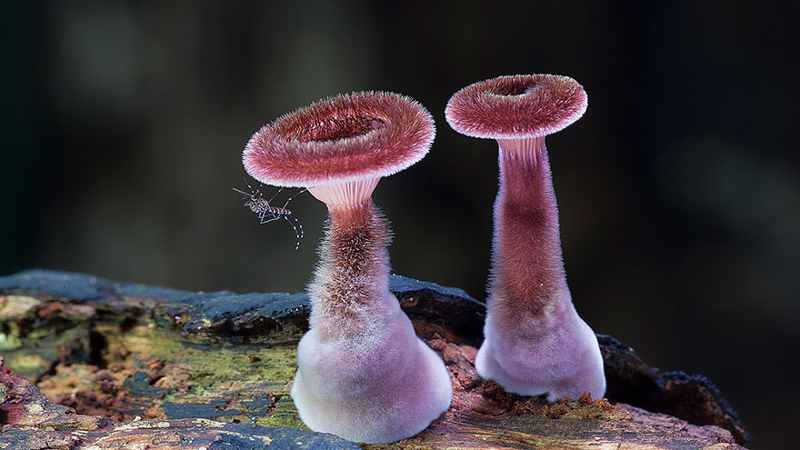 7. Panus fasciatus. грибы, интересное, фото