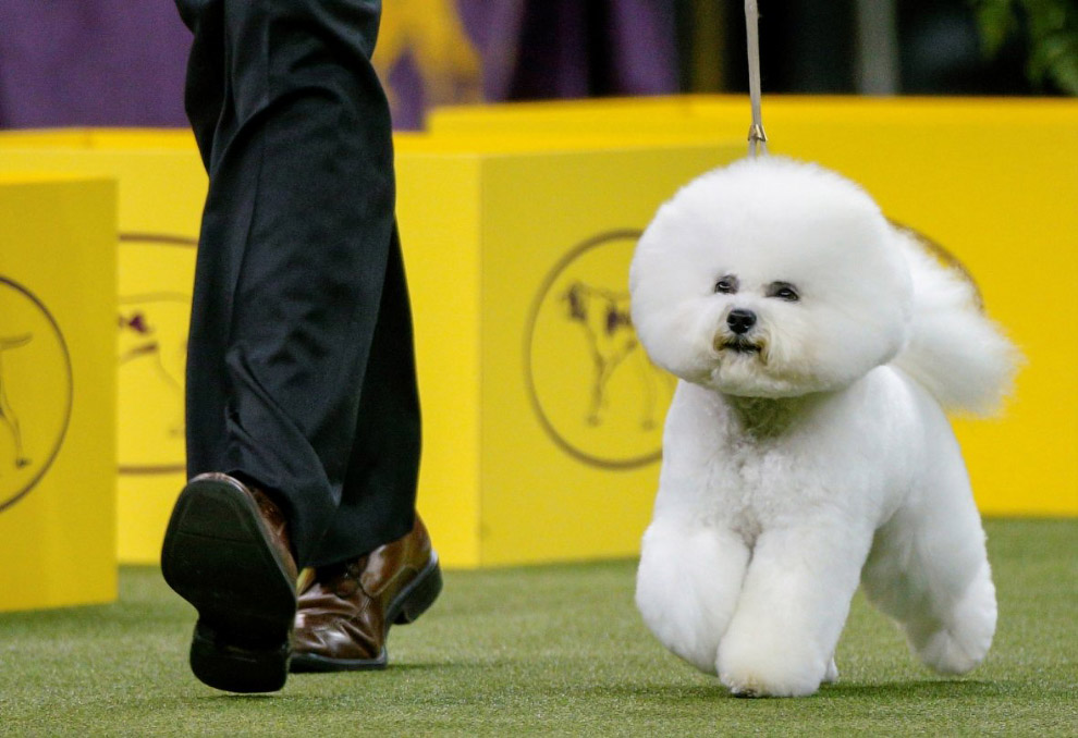 Конкурс собачьей красоты: Westminster Kennel Club 2018