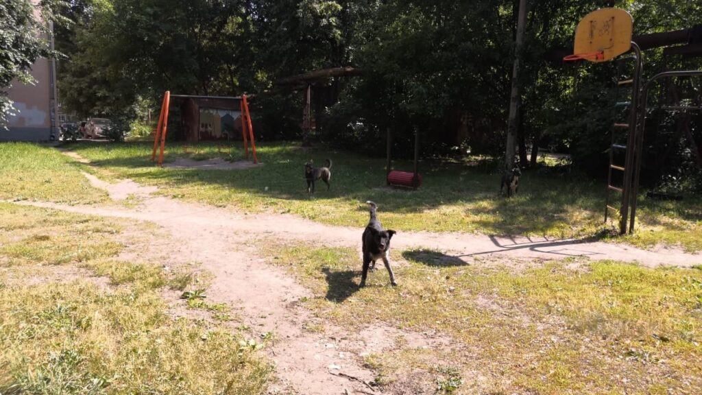 Рязанцы пожаловались на стаю собак, живущих на детской площадки