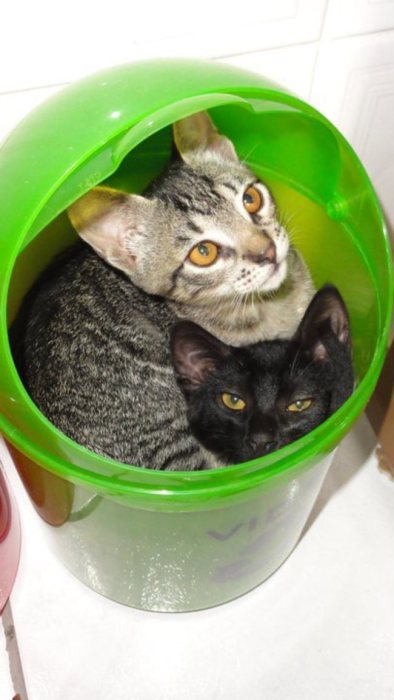 Коты, которые предпочитают необычные места обитания Коты, которые предпочитают необычные места обитания веселые картинки