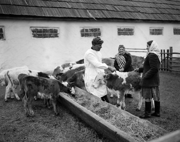 На молочной ферме колхоза имени Н.С.Хрущева. Черкасский район, Украина, 1953 год