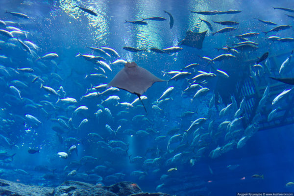Аквариум и Подводный зоопарк в Дубай Молл