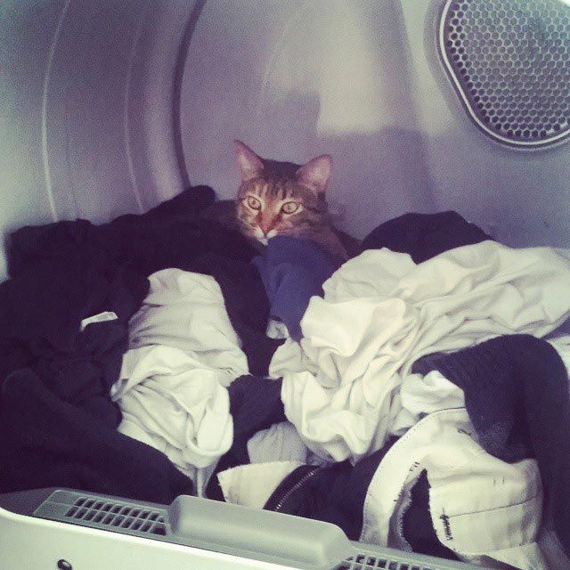 25 кошек, которые спят где угодно, кроме ваших коленей 25 кошек, которые спят где угодно, кроме ваших коленей