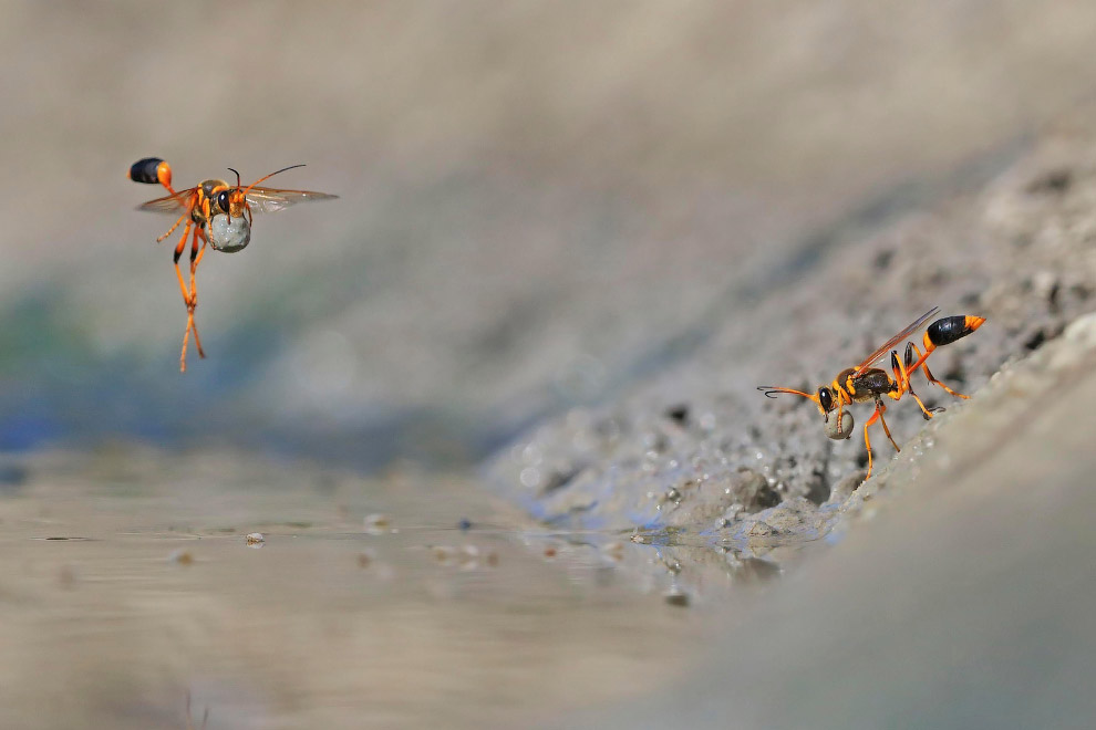 Лучшие фотографии дикой природы Wildlife Photographer of the Year 2018