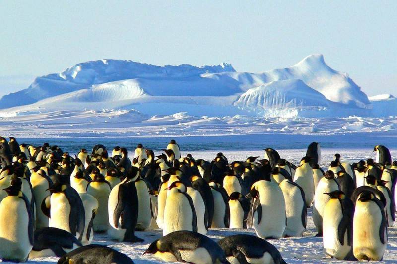 Ученые: Антарктиду ждет природная катастрофа планетарного масштаба Новости