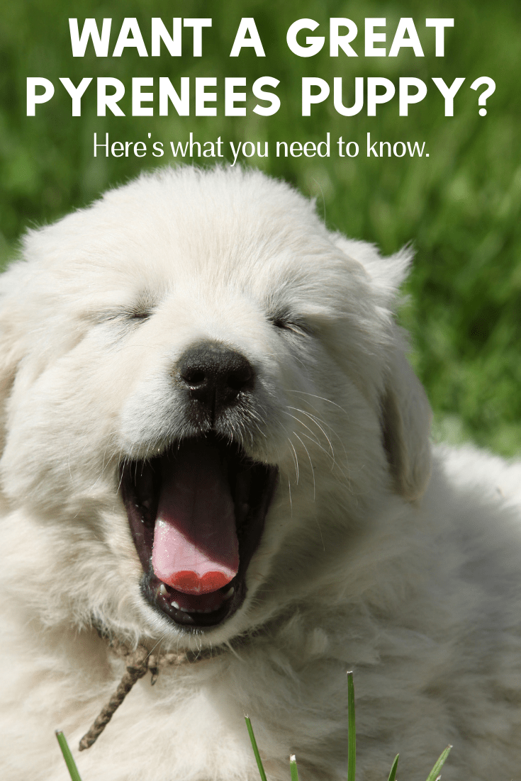 Do you want a Great Pyrenees puppy? Adding a Great Pyrenees puppy to your home is much different than any other breed, so here's what you need to know.