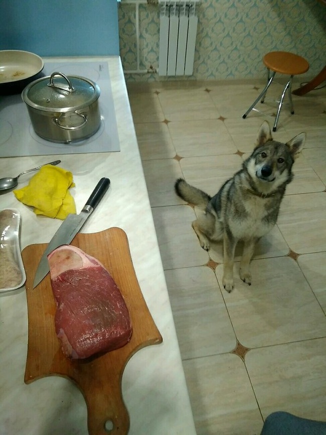 15 вещей, которые случатся с каждым, кто заведет себе собаку 15 вещей, которые случатся с каждым, кто заведет себе собаку