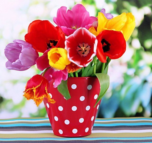 13 самых частых вопросов о тюльпанах – все, что вы хотели узнать цветы