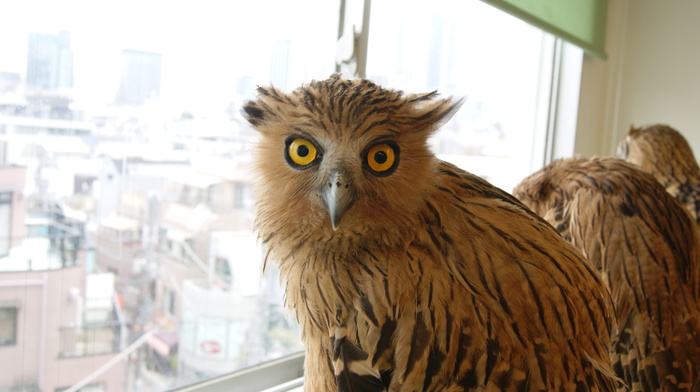 Немного фотографий из Японии Немного фотографий из Японии заграница,страны,туризм