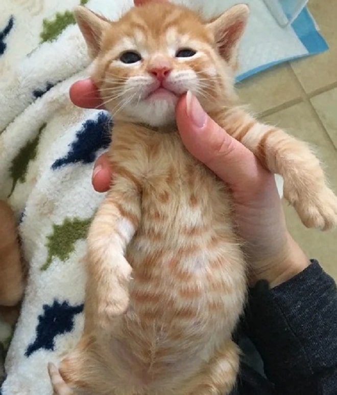 Рыжий котенок