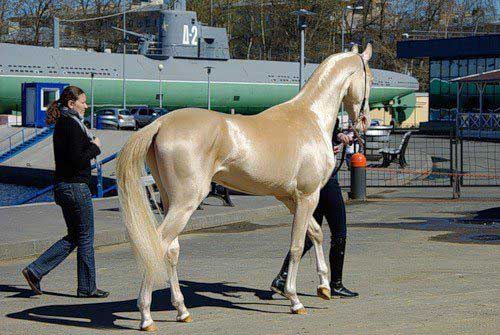 most-beautiful-horse-2