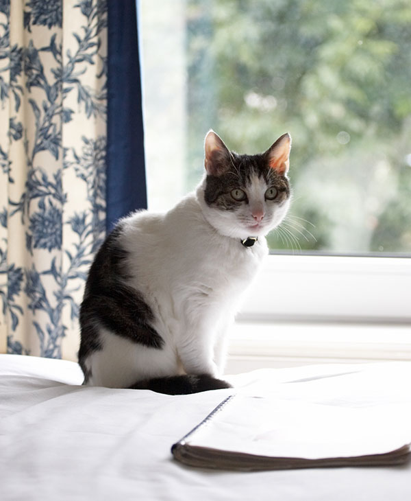 stella