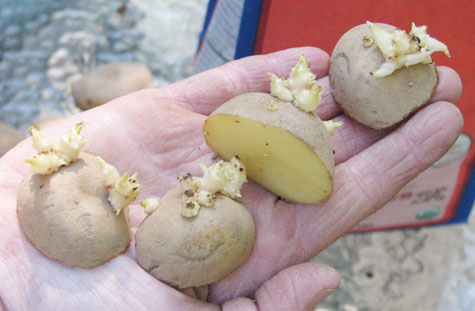 Секреты посадки картофеля, о которых вы, возможно, еще не знали картофель, огород